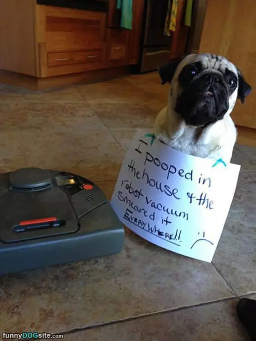 I Pooped In The House