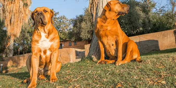 boerboel brothers