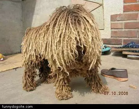 Rasta