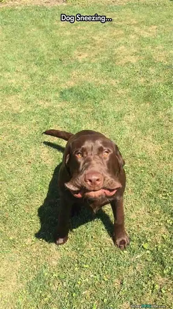 A Dog Sneeze