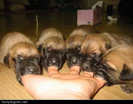 Puppies Sucking