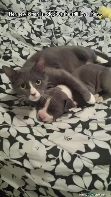 New Kitten