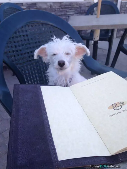 Ill Order A Steak