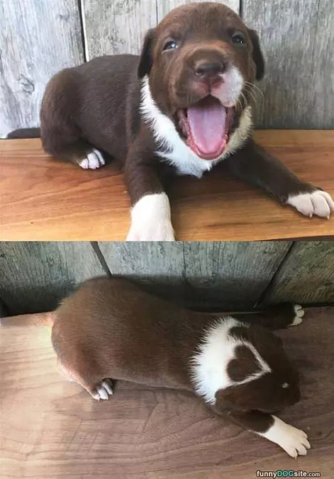Heart Pup