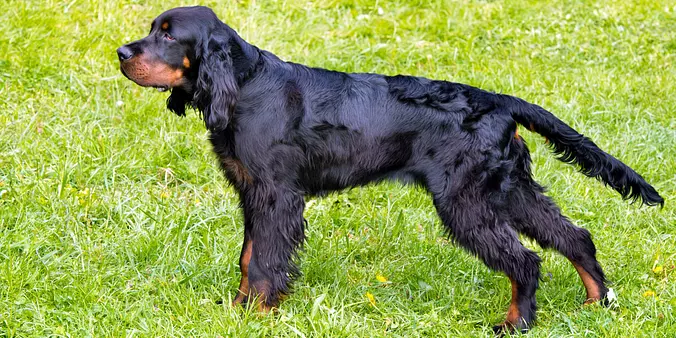 black Gordon Setter