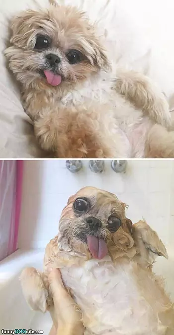 Derp Dry And Wet