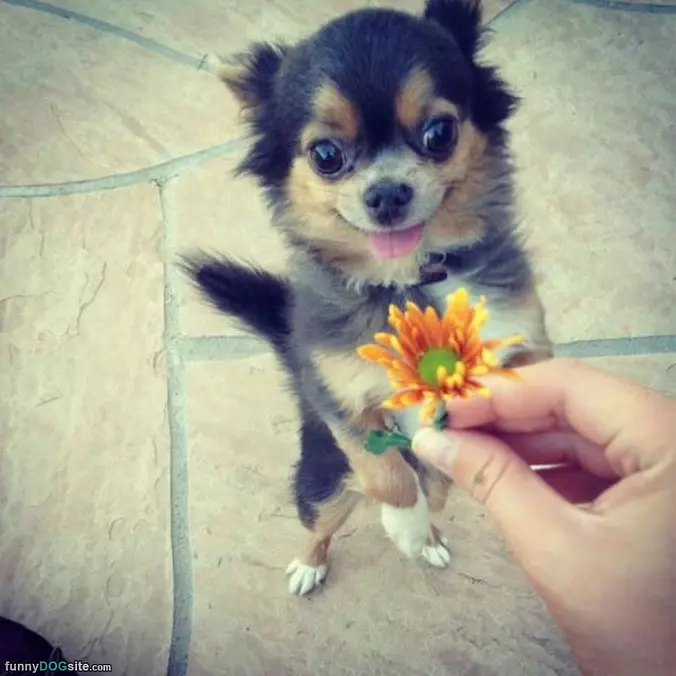 Ahhh A Flower