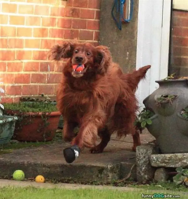 A Crazy Game Of Fetch