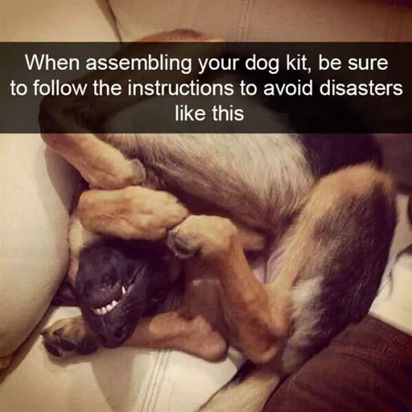 Aseembling Your Dog Kit