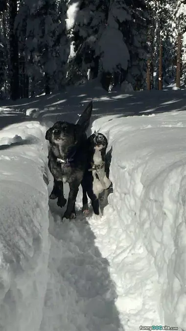 We Have A Dog Path