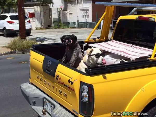 Cool Dogs