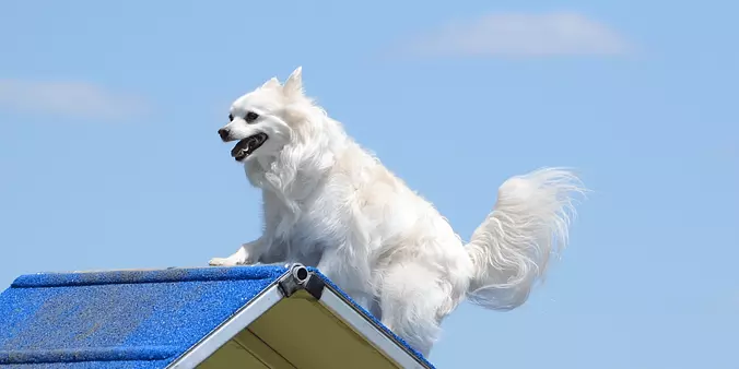 American eskimo dog
