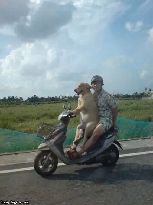 Scooter Dog