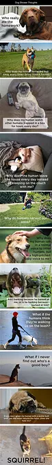 Dog Thoughts