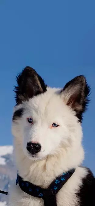 Yakutian Laika in the snow