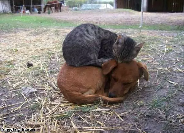 Warm Blanket