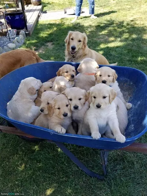 A Bunch Of Pups