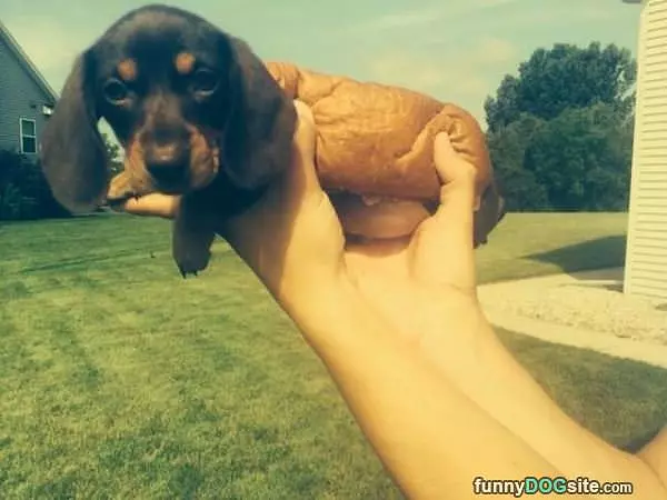 A Hot Dog