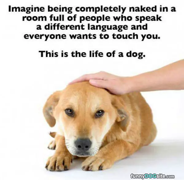 Dogs Life