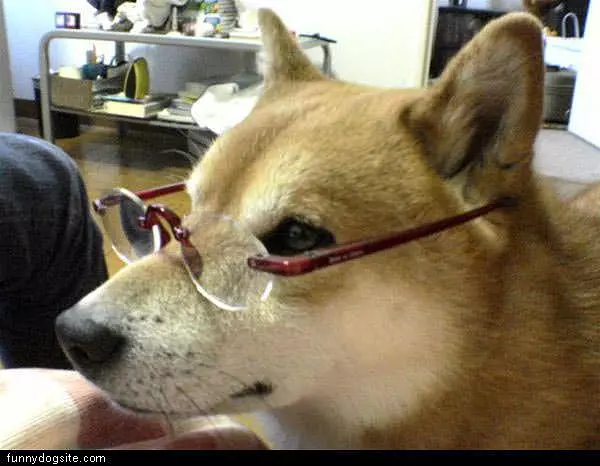 Nice Glasses
