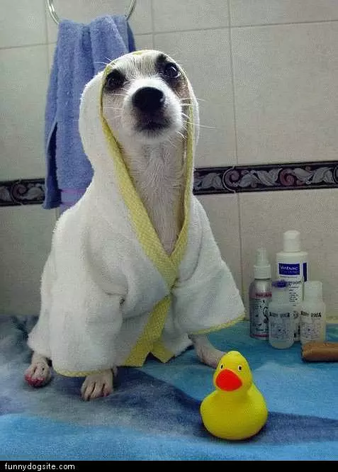 Dog In Robe