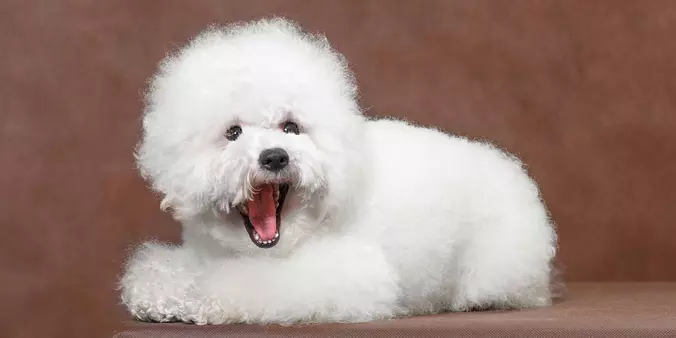 Bichon Frise