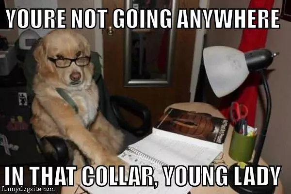 Not In That Collar