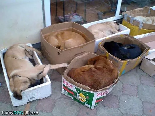 These Boxes Will Do