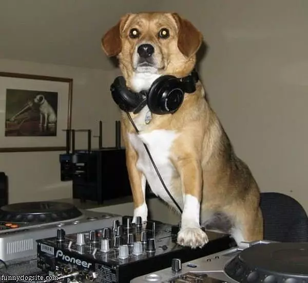Dj Doggy