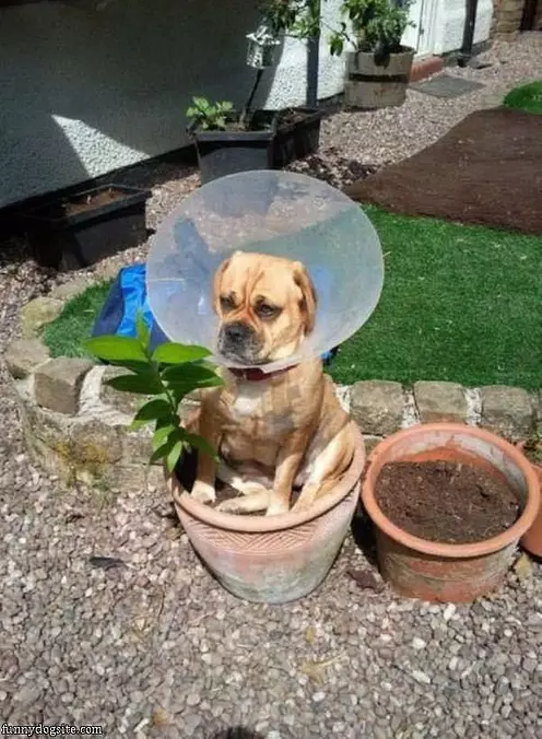 Im A Plant Now