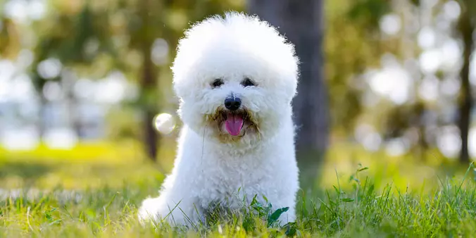 Bichon Frise Smiling