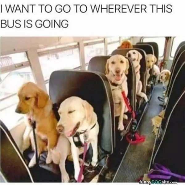 I Want To Go Where This Bus Is Going