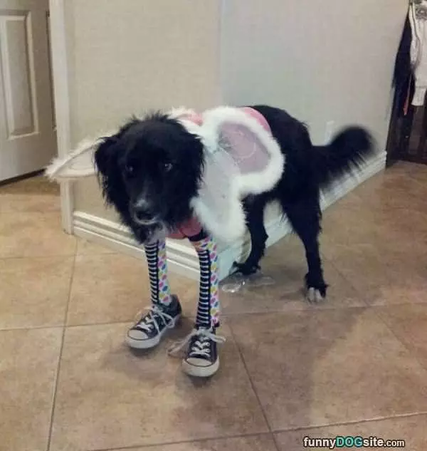 All Dressed Up To Go