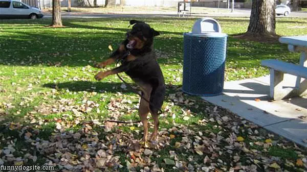 Rottweiler Leaf Chasing