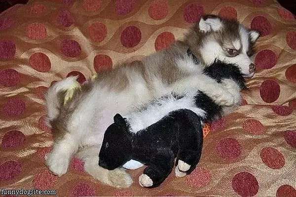 I Has My Pillow