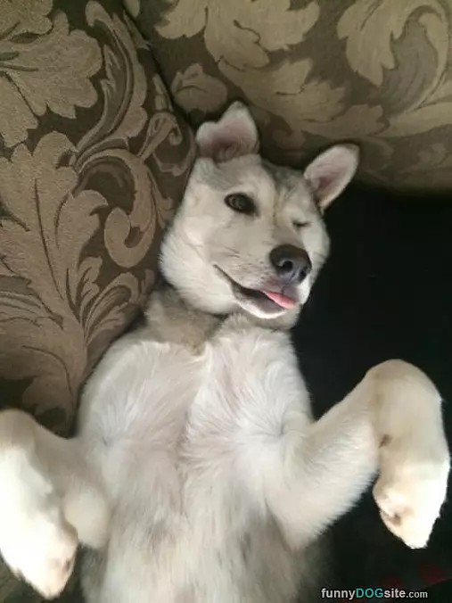 Arf Arf