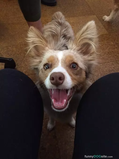Oh Woof