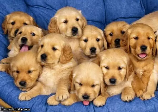 Army Of Puppies