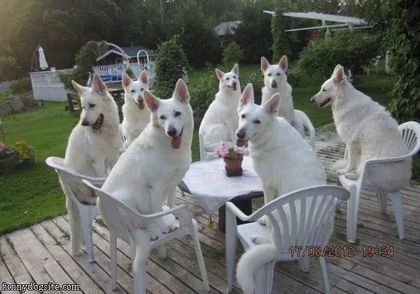 Dinner Party