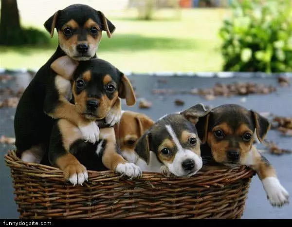 Basket