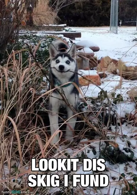 Looks Dis
