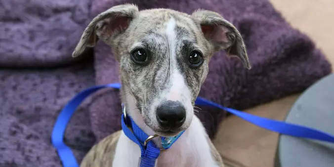 A 10 Week old Whippet Puppy