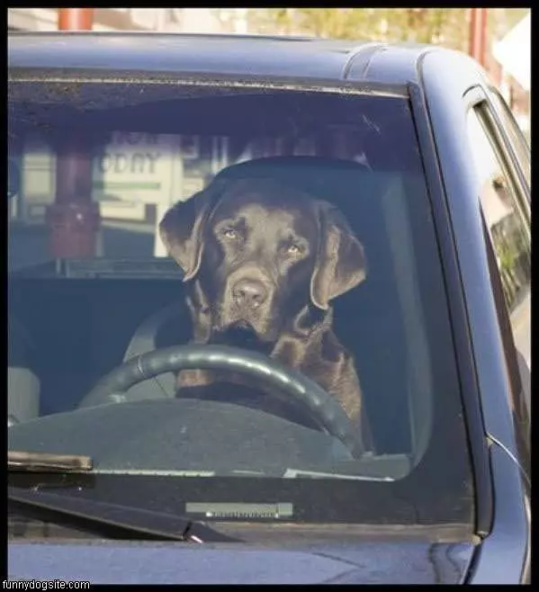 Just Driving