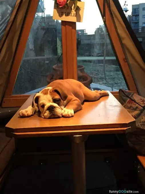 This Is My Lazy Table