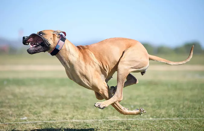 Great Dane Running