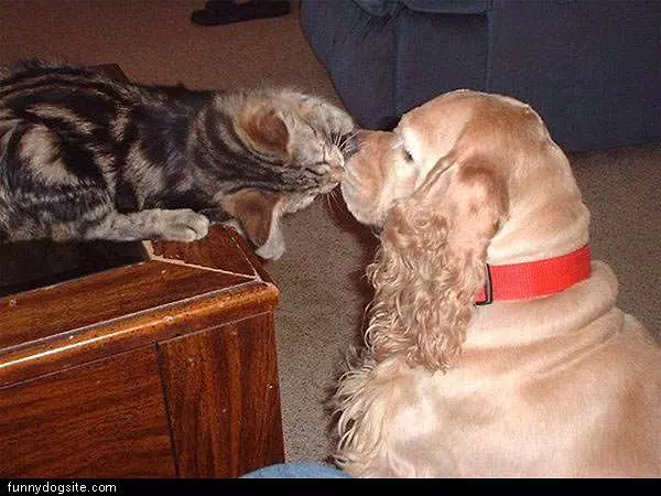 Dog Vs Cat