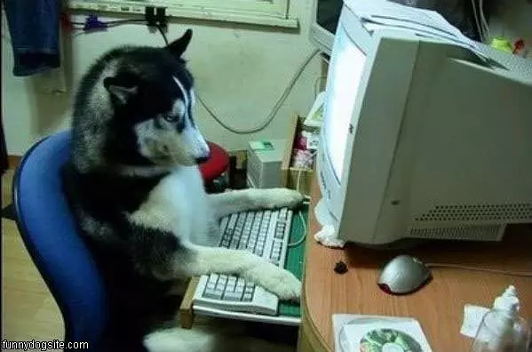 Surfing The Web