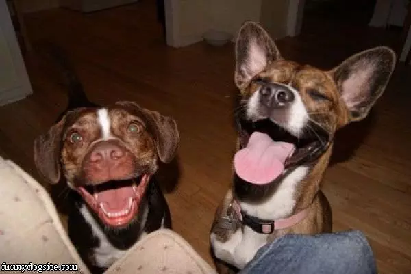 Ruff Ruff Ruff