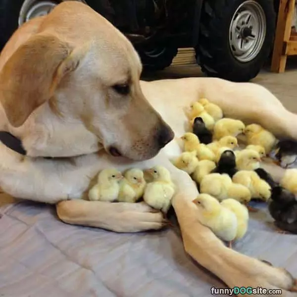 Chick Magnet