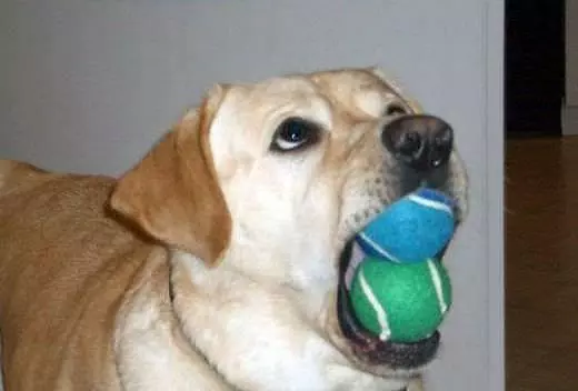 Dog Loves Fetch